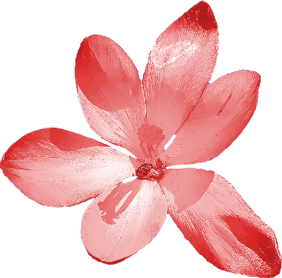 crocus