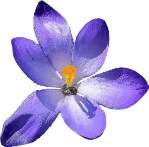 Bluete